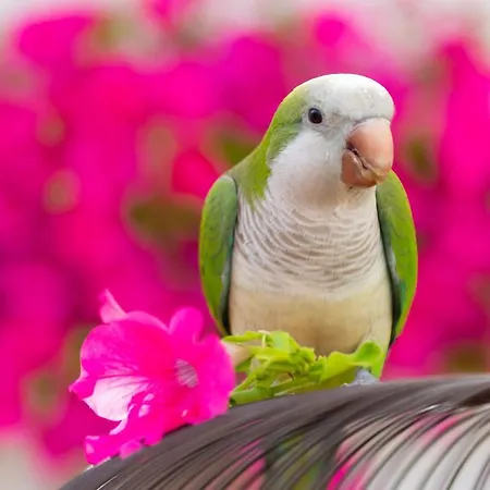 Ξενοδοχείο Margado